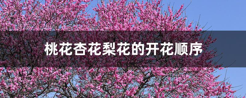 桃花杏花梨花的开花顺序 桃花杏花梨花的开花顺序