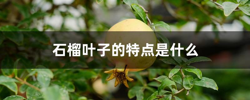 石榴叶子的特点是什么 石榴叶子的特点是什么