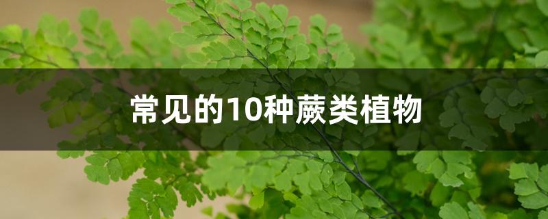 常见的10种蕨类植物 常见的10种蕨类植物