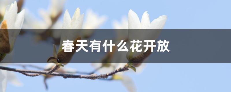 春天有什么花开放