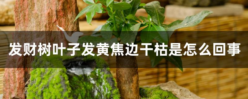 发财树叶子发黄焦边干枯是怎么回事 发财树叶子发黄焦边干枯是怎么回事