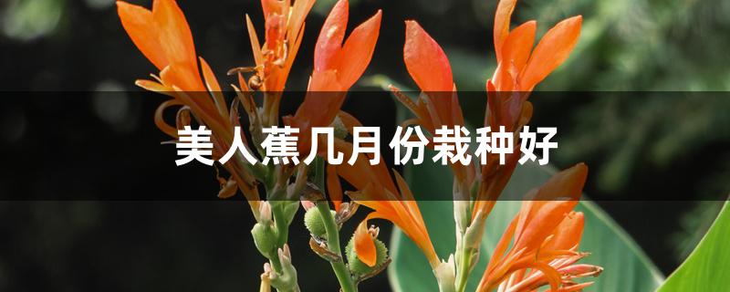 美人蕉几月份栽种好 美人蕉几月份栽种好