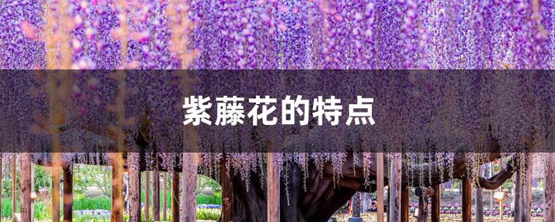 紫藤花的特点 紫藤花的特点