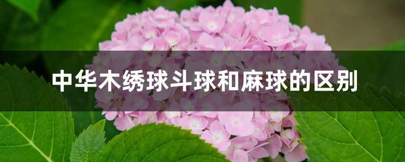 中华木绣球斗球和麻球的区别 中华木绣球斗球和麻球的区别