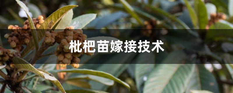 枇杷苗嫁接技术 枇杷苗嫁接技术