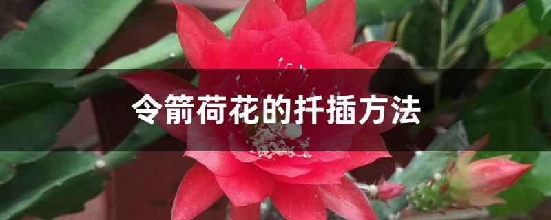 令箭荷花的扦插方法 令箭荷花的扦插方法