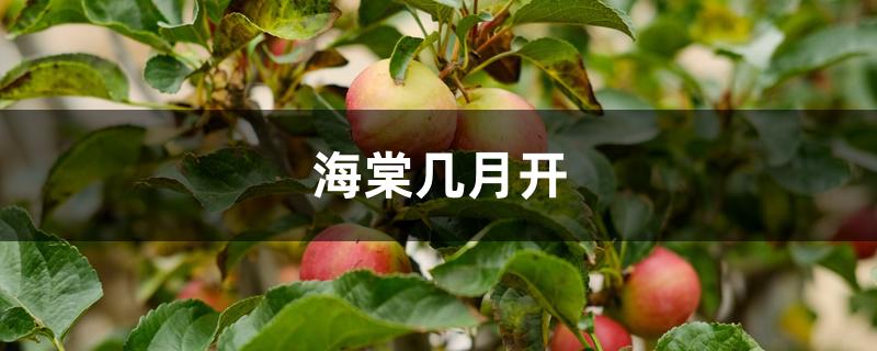 海棠几月开 海棠几月开