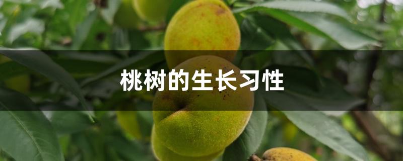 桃树的生长习性 桃树的生长习性