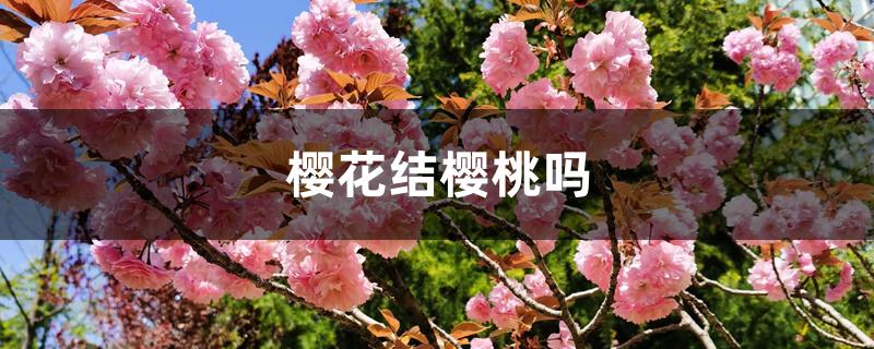 樱花结樱桃吗 樱花结樱桃吗