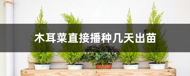 木耳菜直接播种几天出苗 木耳菜直接播种几天出苗