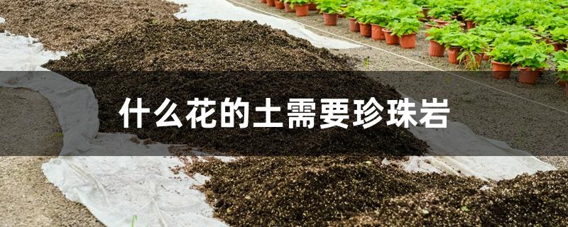 什么花的土需要珍珠岩 什么花的土需要珍珠岩