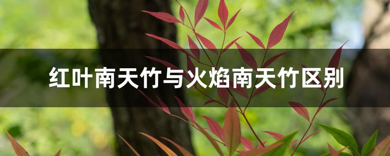 红叶南天竹与火焰南天竹区别 红叶南天竹与火焰南天竹区别