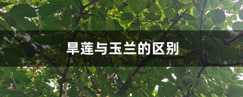 旱莲与玉兰的区别 旱莲与玉兰的区别