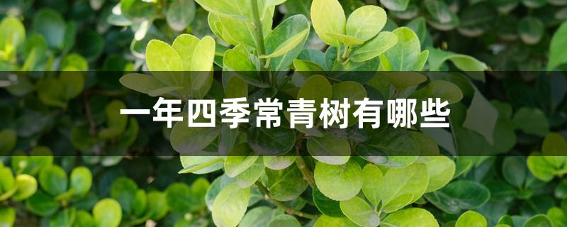 一年四季常青树有哪些 一年四季常青树有哪些
