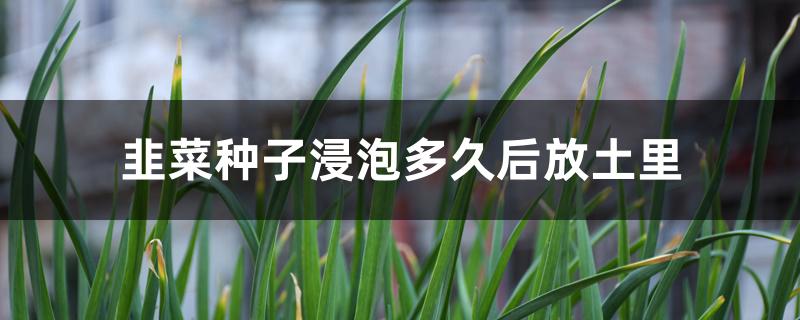 韭菜种子浸泡多久后放土里