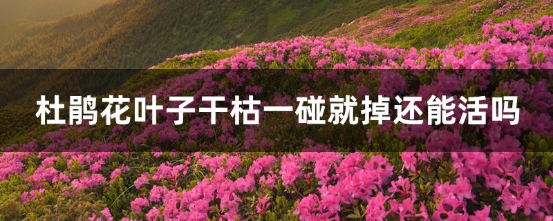 杜鹃花叶子干枯一碰就掉还能活吗 杜鹃花叶子干枯一碰就掉还能活吗