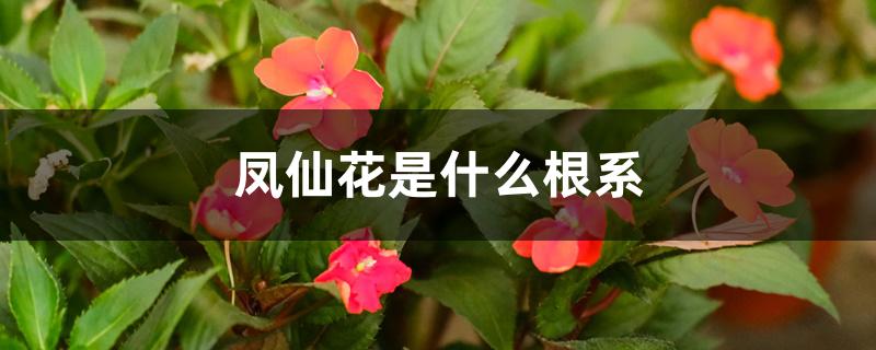 凤仙花是什么根系 凤仙花是什么根系
