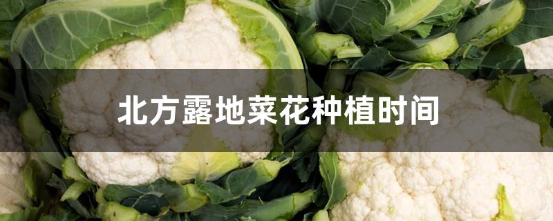 北方露地菜花种植时间 北方露地菜花种植时间