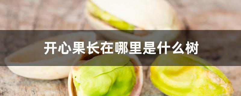 开心果长在哪里是什么树 开心果长在哪里是什么树