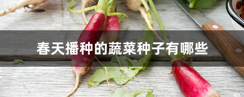 春天播种的蔬菜种子有哪些 春天播种的蔬菜种子有哪些