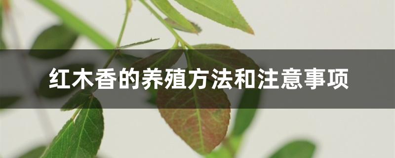红木香的养殖方法和注意事项 红木香的养殖方法和注意事项