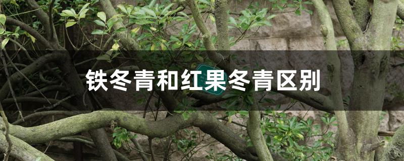 铁冬青和红果冬青区别 铁冬青和红果冬青区别