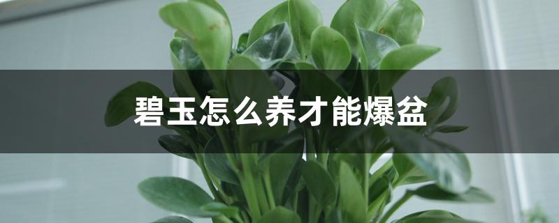 碧玉怎么养才能爆盆 碧玉怎么养才能爆盆