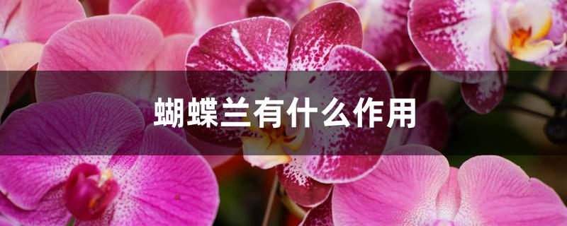 蝴蝶兰有什么作用 蝴蝶兰有什么作用