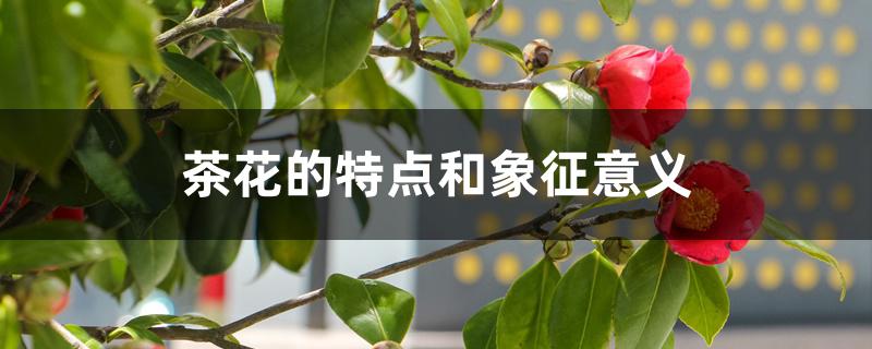 茶花的特点和象征意义 茶花的特点和象征意义