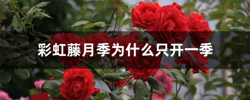 彩虹藤月季为什么只开一季 彩虹藤月季为什么只开一季