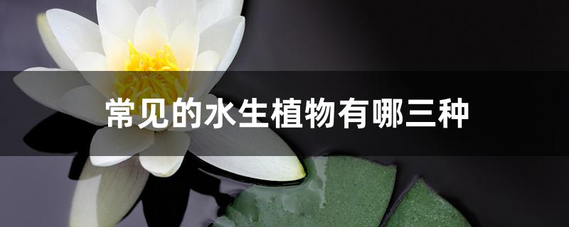 常见的水生植物有哪三种 常见的水生植物有哪三种