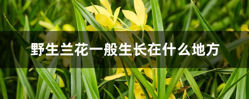 野生兰花一般生长在什么地方 野生兰花一般生长在什么地方