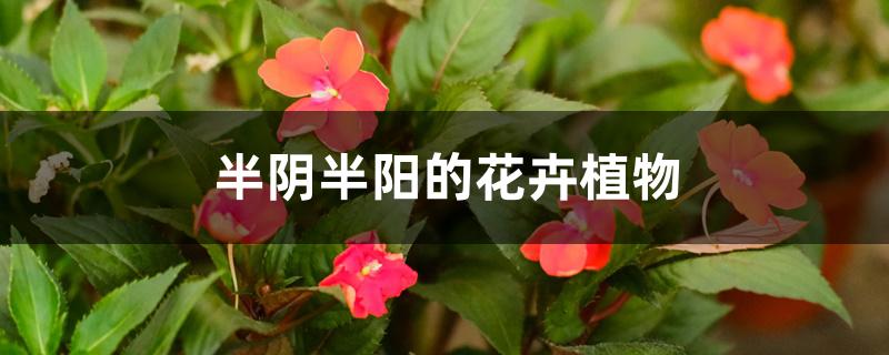 半阴半阳的花卉植物 半阴半阳的花卉植物