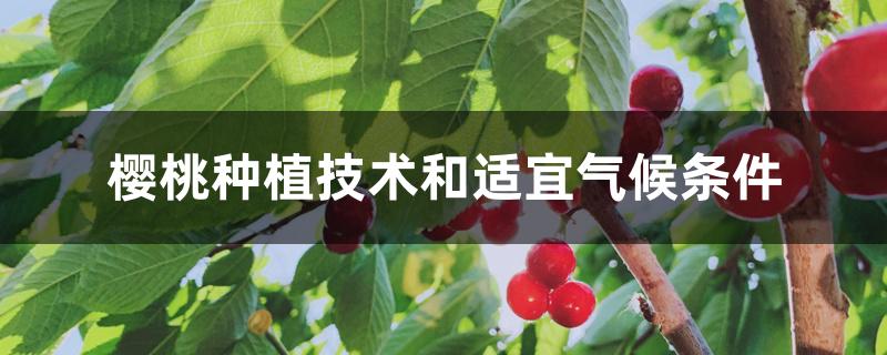 樱桃种植技术和适宜气候条件 樱桃种植技术和适宜气候条件