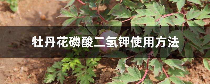 牡丹花磷酸二氢钾使用方法 牡丹花磷酸二氢钾使用方法