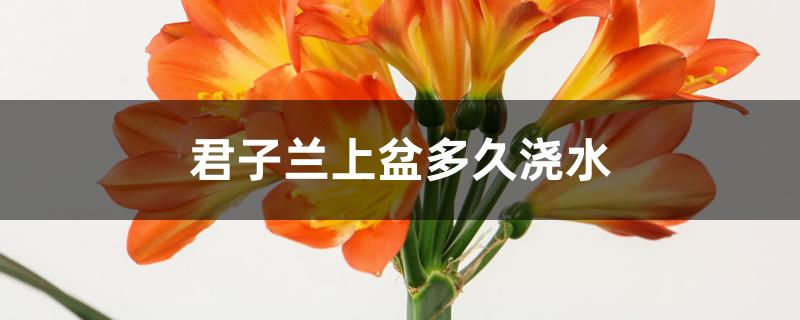 君子兰上盆多久浇水 君子兰上盆多久浇水