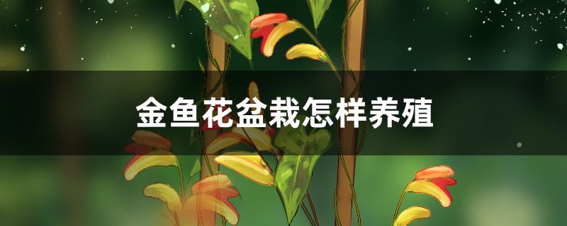 金鱼花盆栽怎样养殖 金鱼花盆栽怎样养殖