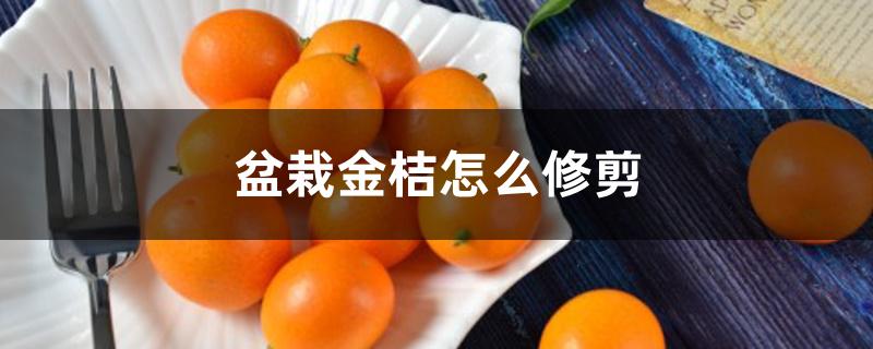 盆栽金桔怎么修剪 盆栽金桔怎么修剪