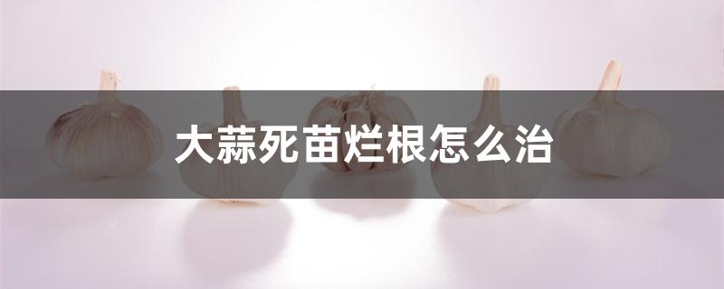 大蒜死苗烂根怎么治 大蒜死苗烂根怎么治