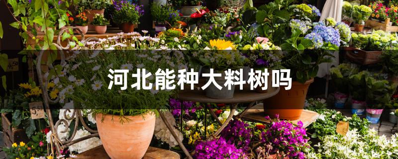河北能种大料树吗 河北能种大料树吗