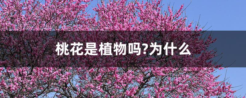 桃花是植物吗?为什么 桃花是植物吗?为什么