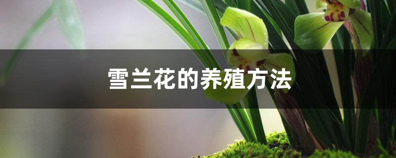 雪兰花的养殖方法 雪兰花的养殖方法