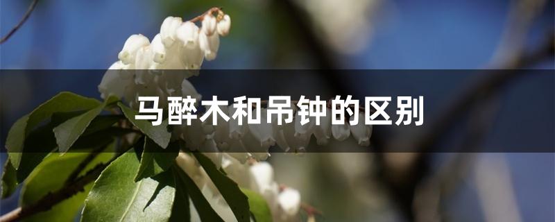 马醉木和吊钟的区别 马醉木和吊钟的区别