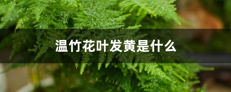 文竹花叶发黄是为什么 文竹花叶发黄是为什么