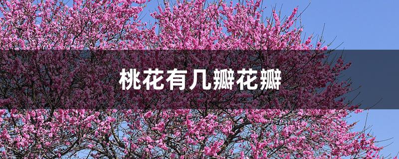 桃花有几瓣花瓣 桃花有几瓣花瓣
