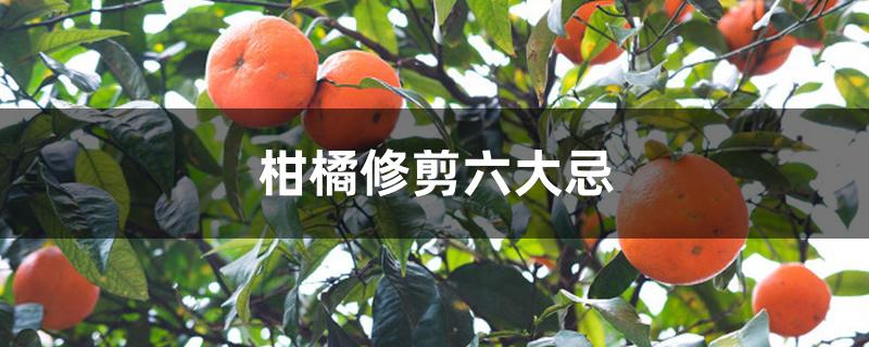 柑橘修剪六大忌 柑橘修剪六大忌