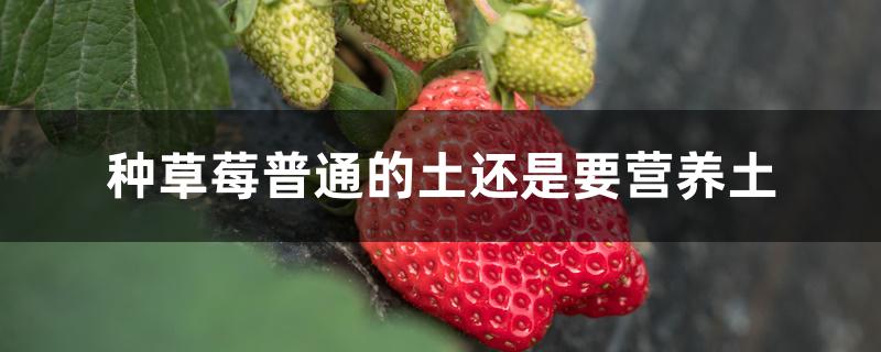 种草莓普通的土还是要营养土 种草莓普通的土还是要营养土