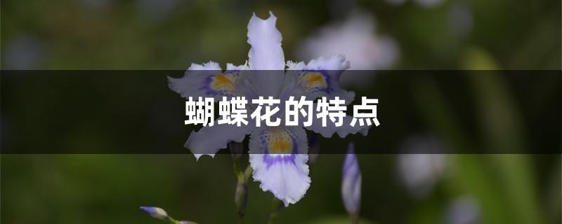 蝴蝶花的特点 蝴蝶花的特点