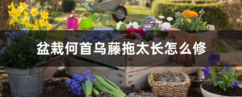 盆栽何首乌藤拖太长怎么修 盆栽何首乌藤拖太长怎么修