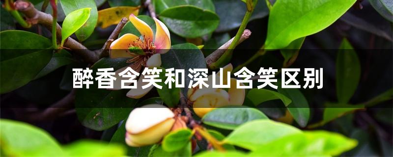 醉香含笑和深山含笑区别 醉香含笑和深山含笑区别